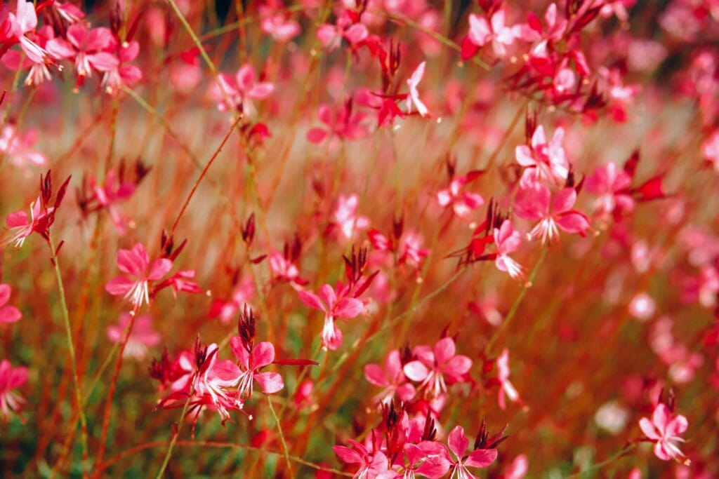 gaura-lindheimeri