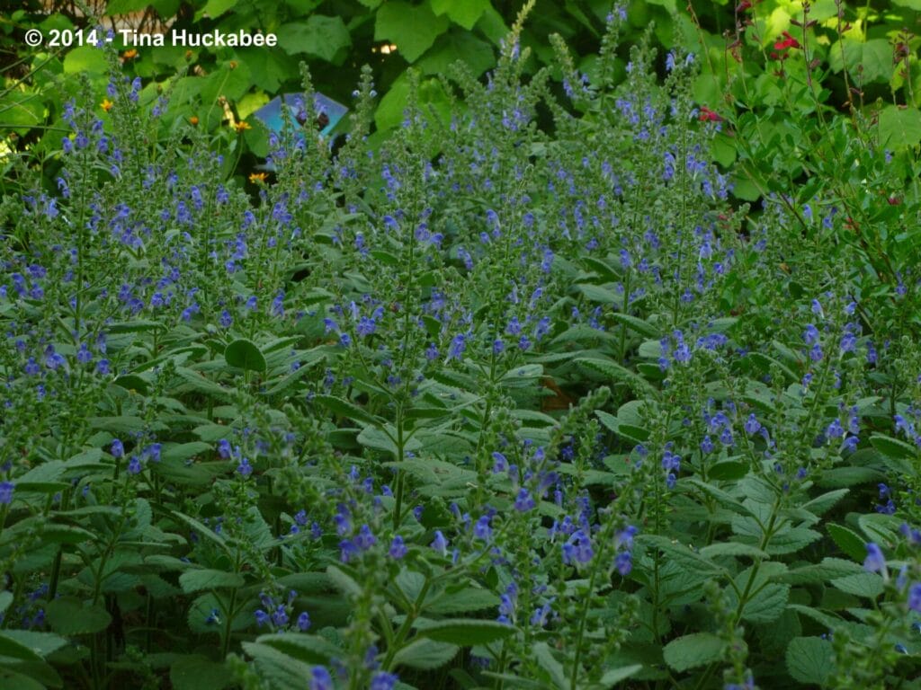 heartleaf-skullcap-scutellaria-ovata