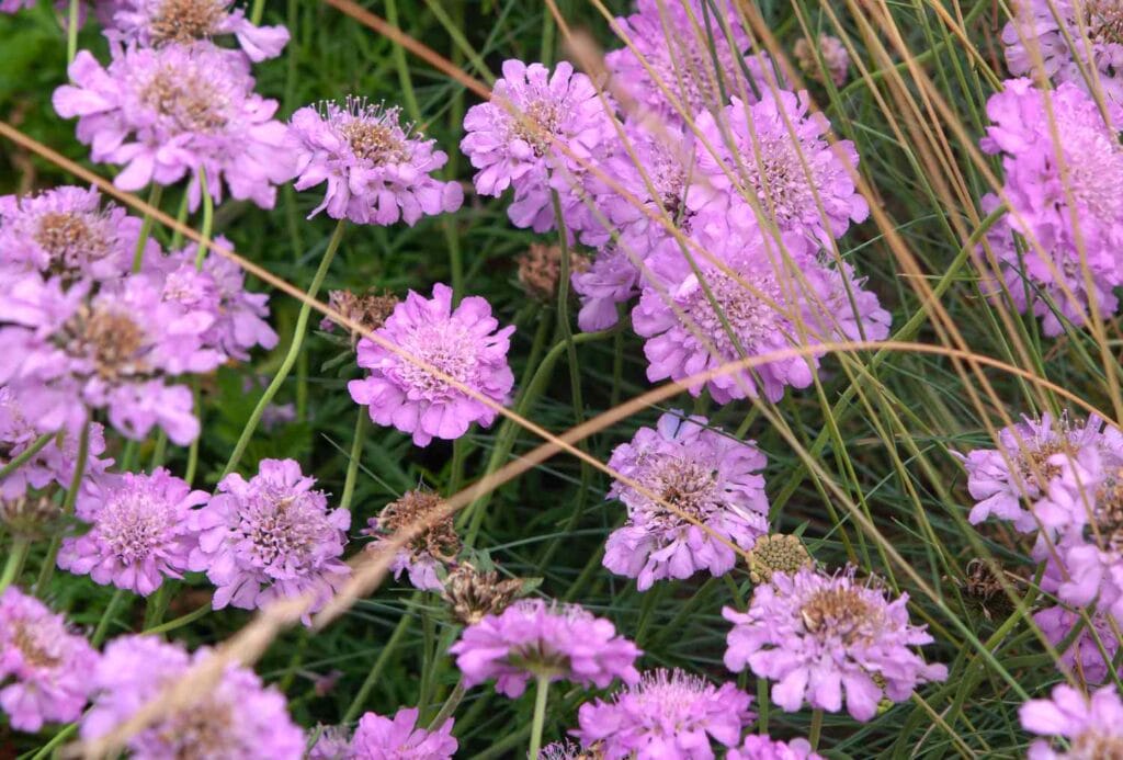 pincushion-flower