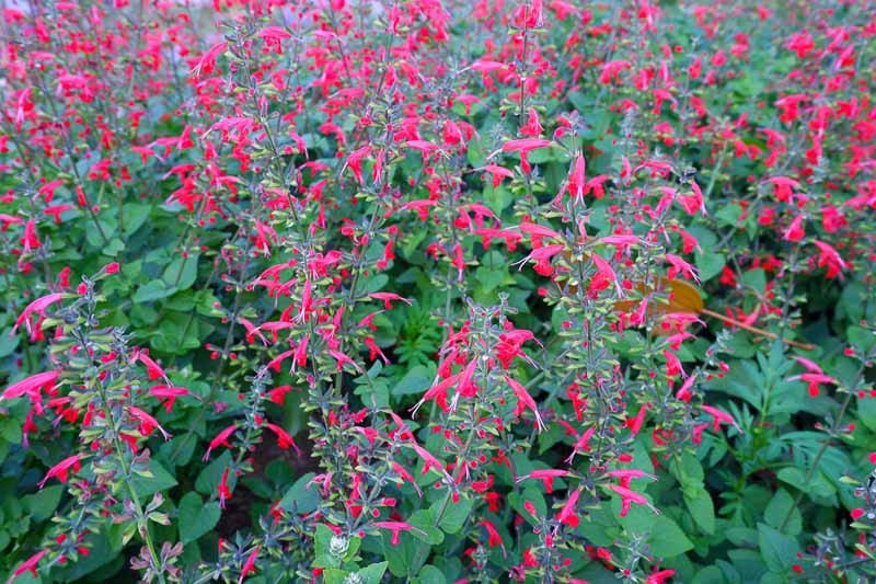 salvia-roemeriana