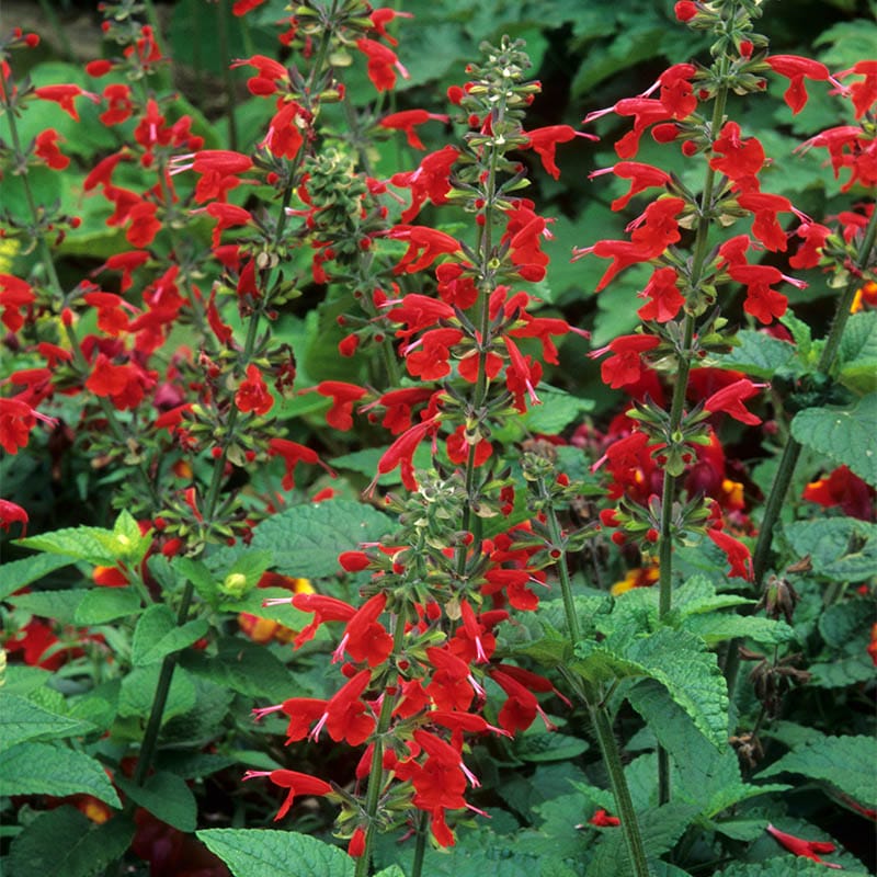 salvia-coccinea