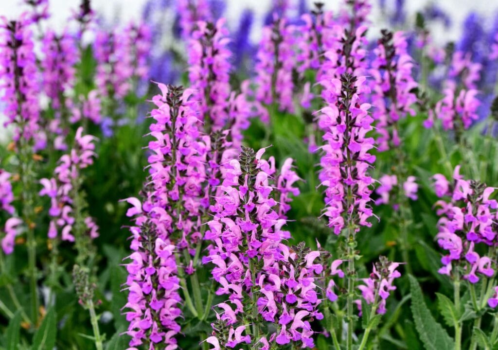 PURPLE-SALVIA-landscaping-plants