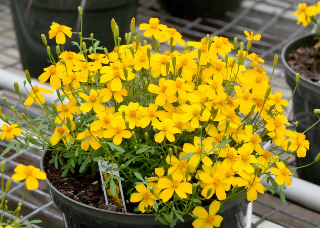 mexican-mint-marigold