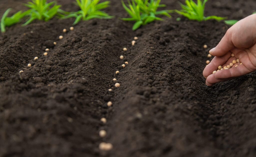 overseeding-fertilization-services