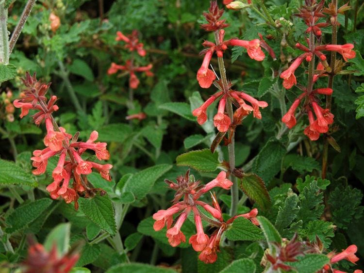 texas-betony-stachys-coccinea