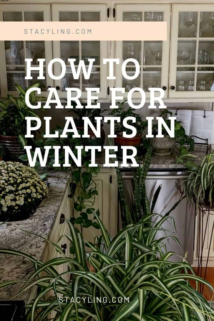 10 Tips To Keep Your Plants Alive During Winter In Central Texas.