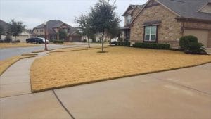 dormant_lawn_austin_texas