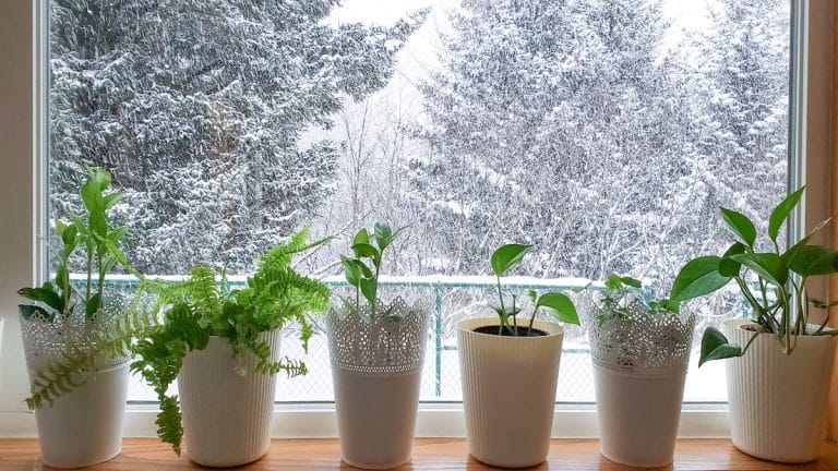 10 Tips To Keep Your Plants Alive During Winter In Central Texas.