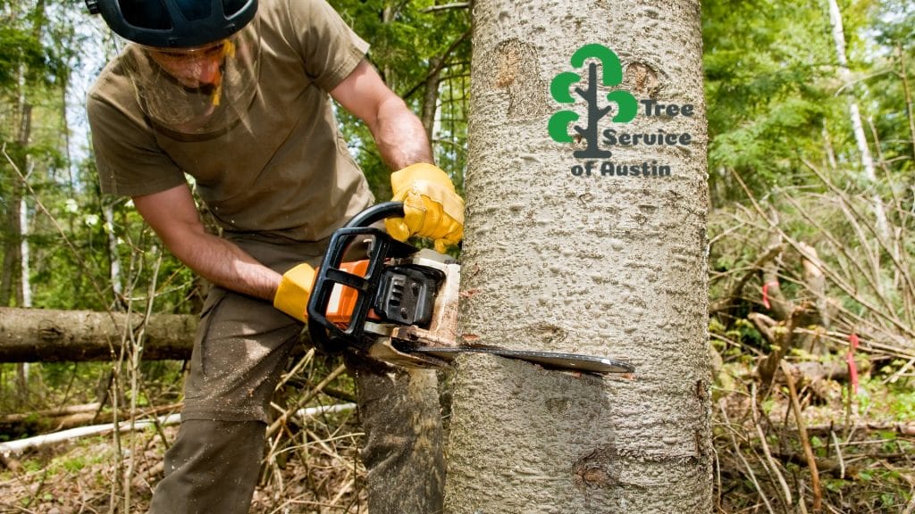 localtreecareprofessionalcuttingdowntreewithchainsawnearaustintx