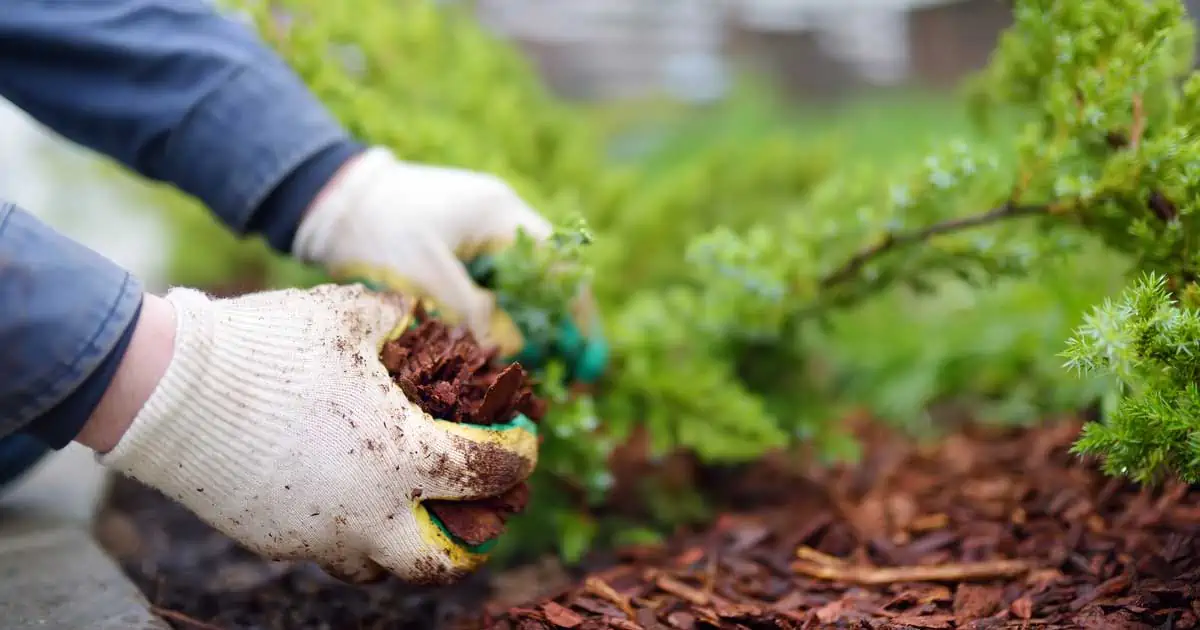mulch for trees