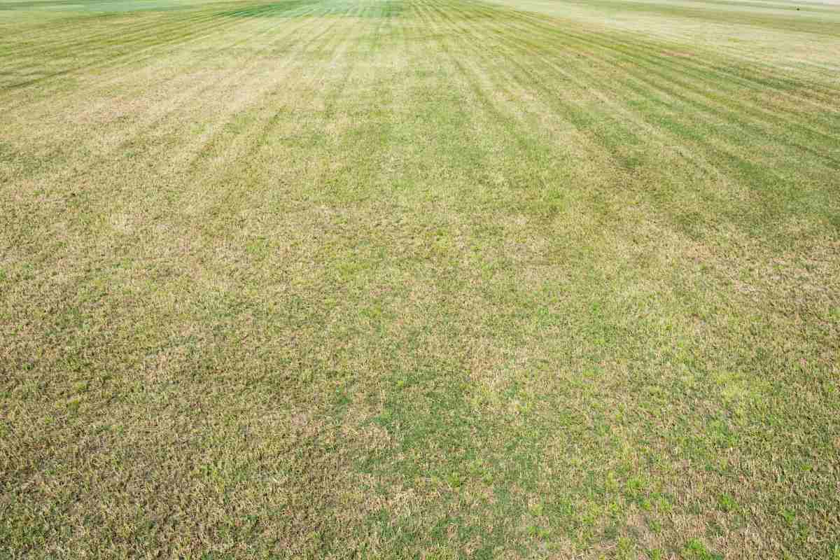 risks of poor lawn maintenance