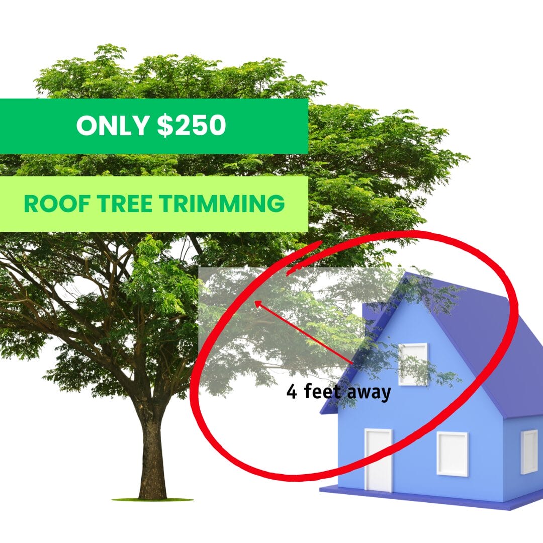 tree-trimming-special-roof-trim-cut