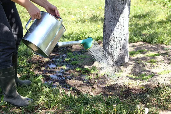 watering trees 1