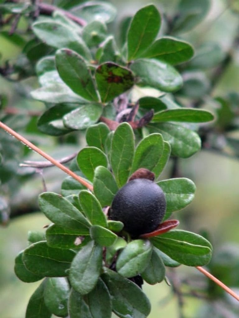 1488548980persimmon texas diospyros texana fruit detail 768x1022 1