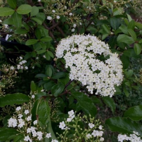 1488840203viburnum rusty blackhaw viburnum rufidulum detail flower bmw 4 2016 600x600 1