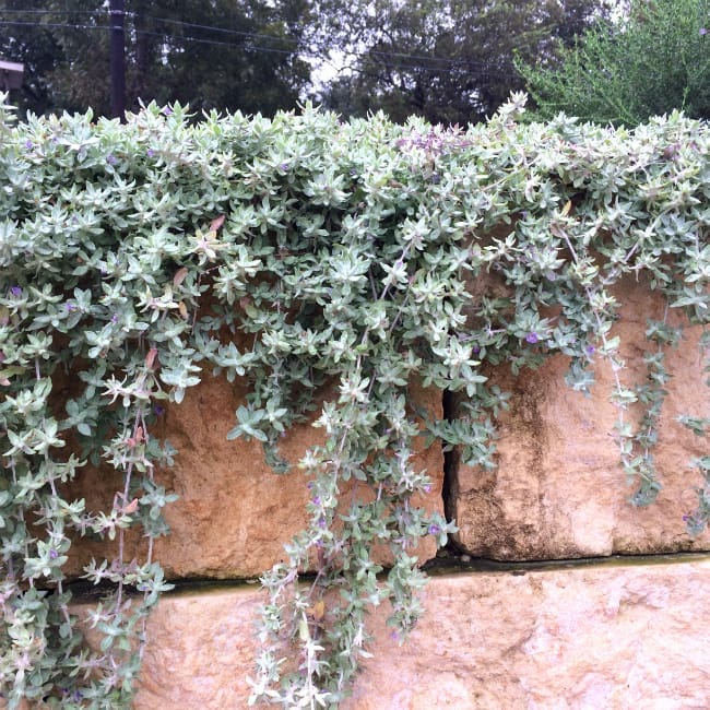 1488912432wooly stemodia stemodia lanata detail wall 11 2015