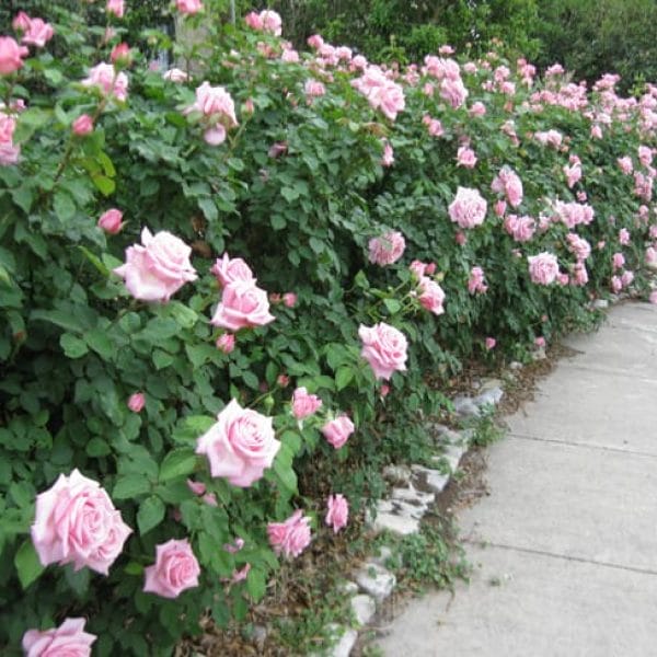 1499778088rose belindas dream rosa x form hedge 600x600 1