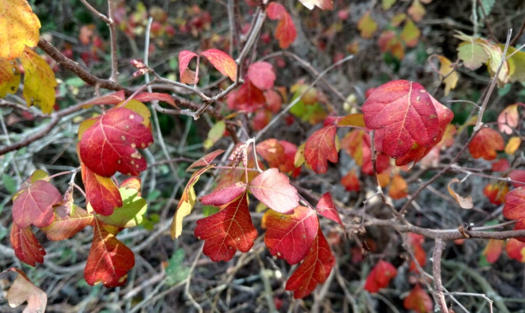 1512593843sumac aromatic rhus aromatica fall