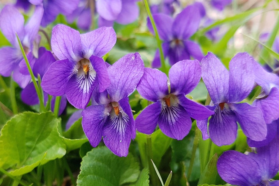 2048x1365 carols pick of best plants for colourful containers gettyimages 1185235271 0ee53ef 1