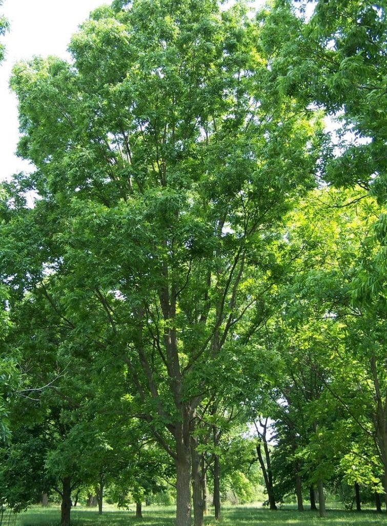 800px carya illinoinensis
