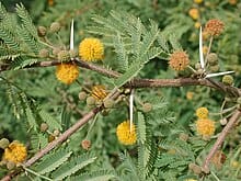 acacia farnesiana az