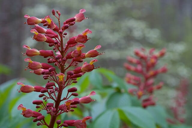 aesculus pavia 3