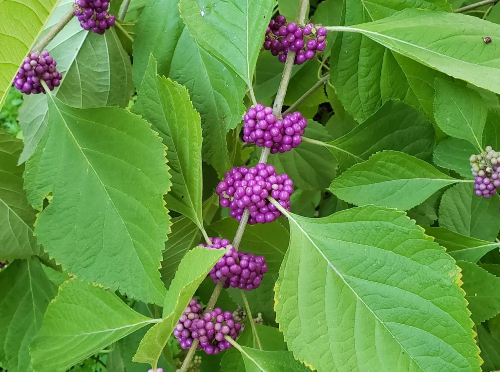 american beautyberry 6 copy