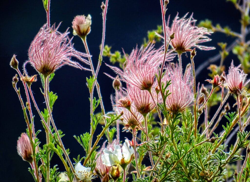 apache plume rio grande gorge taos nm
