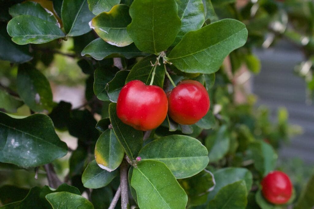 barbados acerola cherry 1