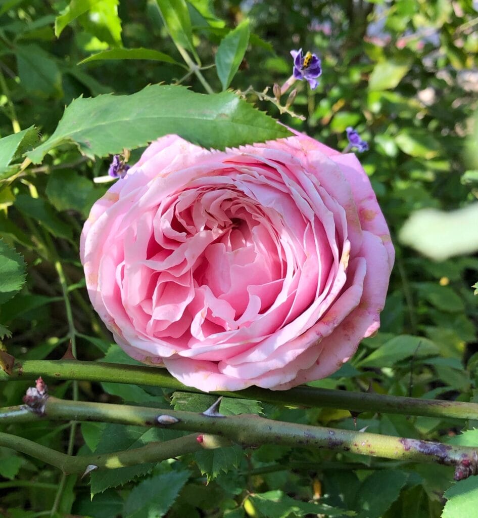 belindas dream rose kd