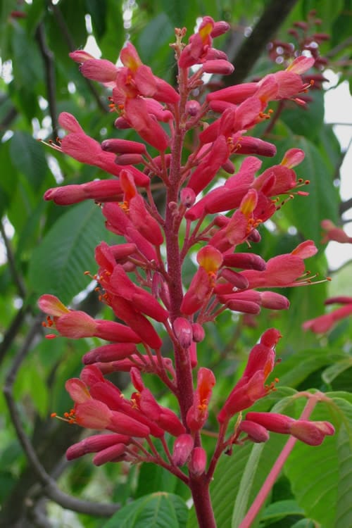 buckeye red 7