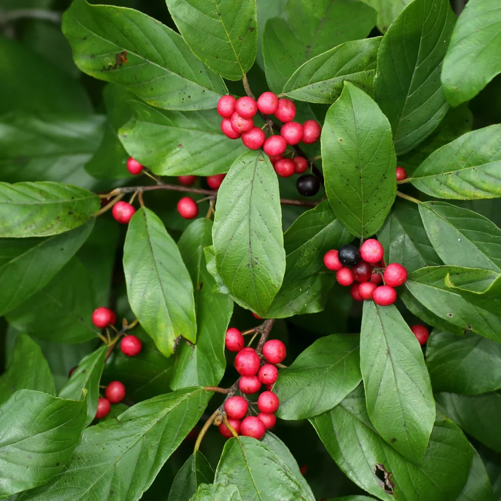 cbuckthorn2 1400x