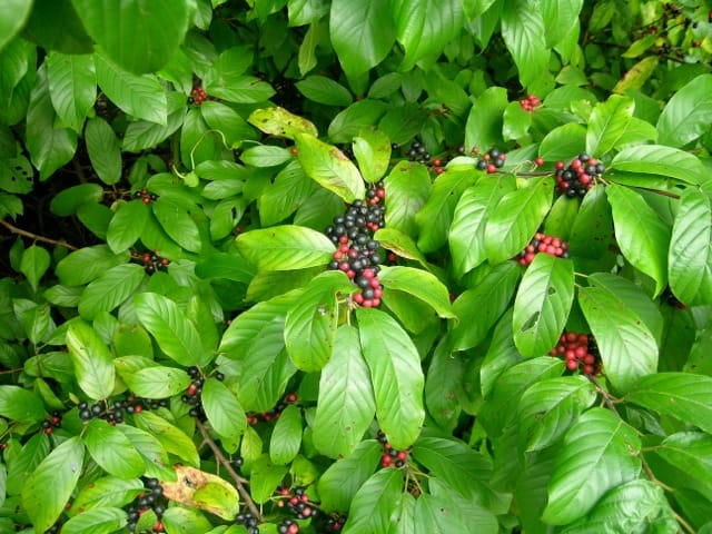 carolina buckthorn 01