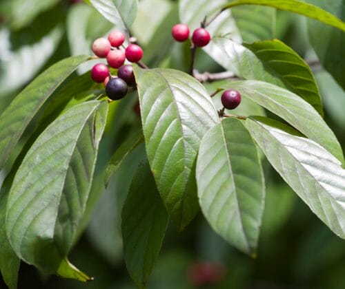 carolina buckthorn