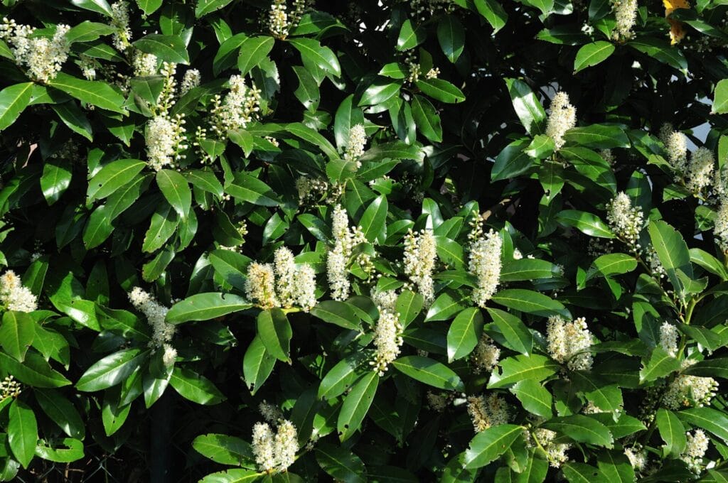 cherry laurel 2
