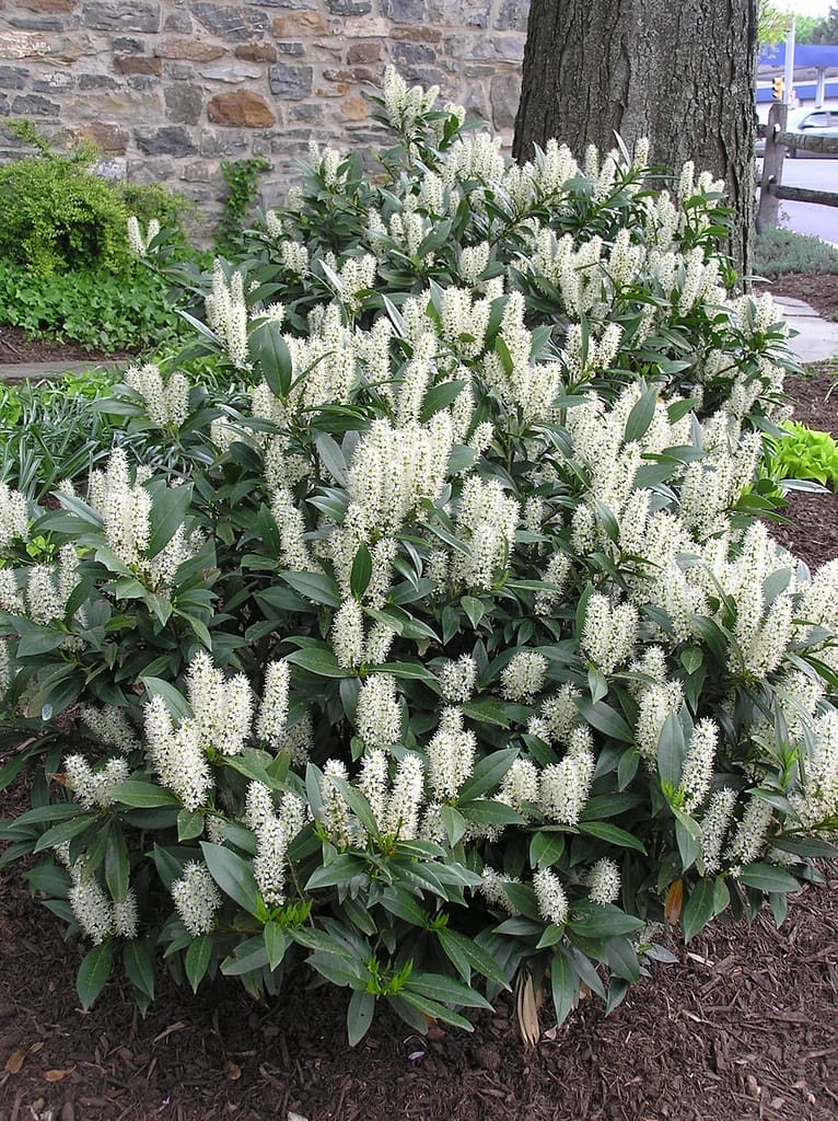 cherry laurel