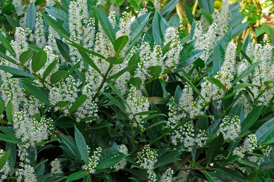 cherrylaurel2048x1365seotsc4033 838f4c8