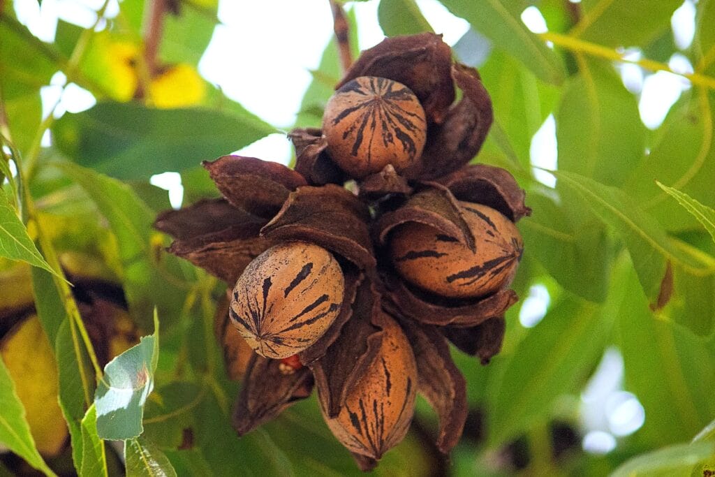 complete guide pecan blog