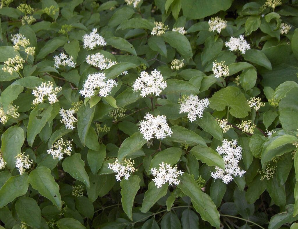 cornus drummondii1