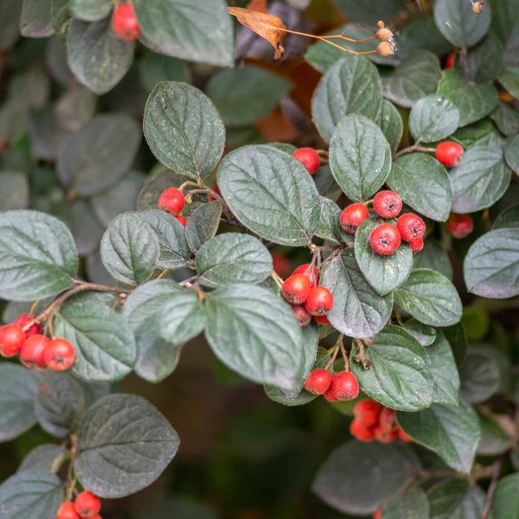 cotoneaster parneyi red cluster berry 1