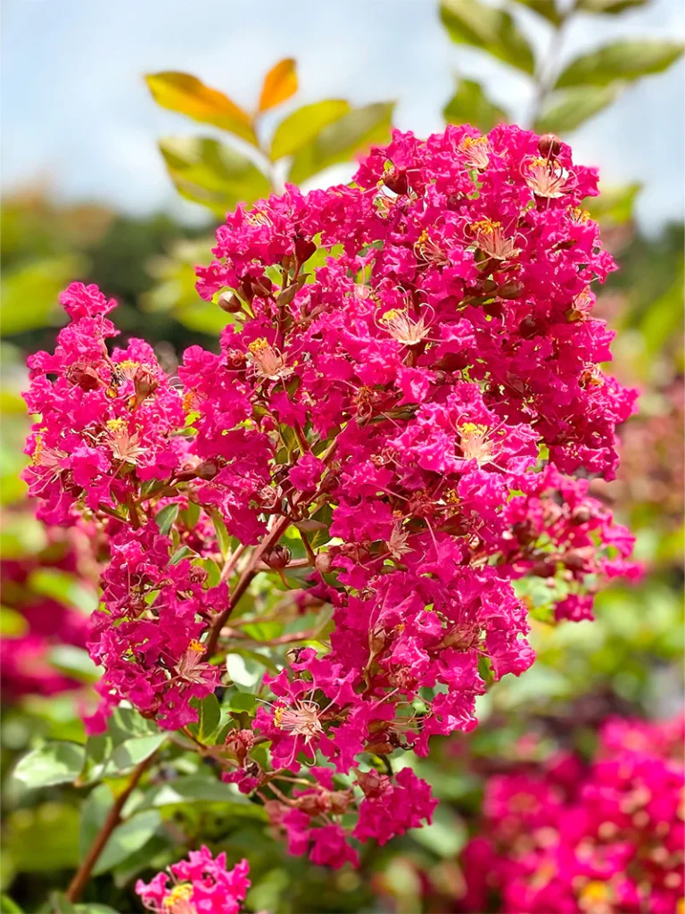 crapemyrtletontoflowerdetail2 pmg