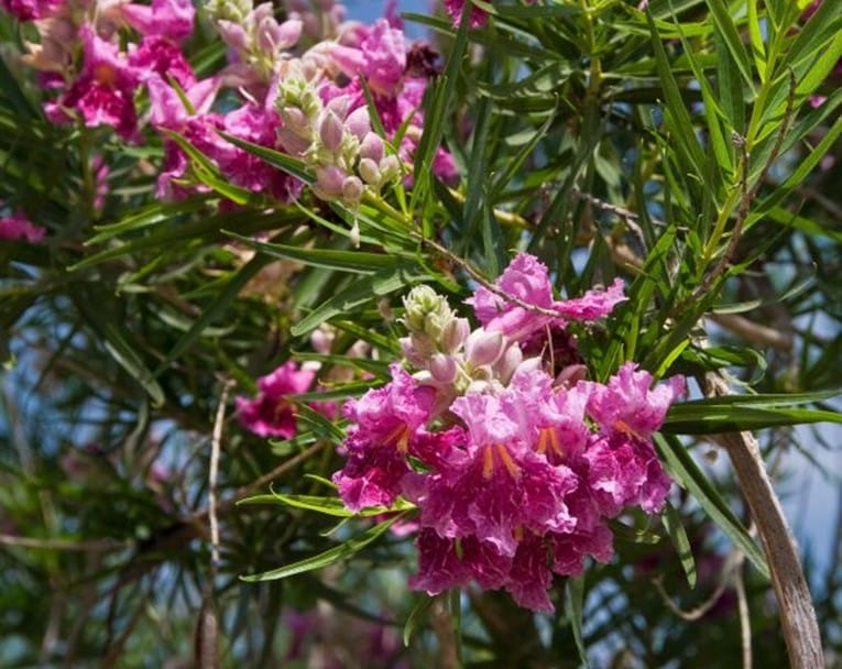 desert willow ‘bubba 2