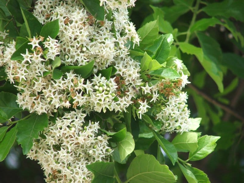 ehretia anacua flowers