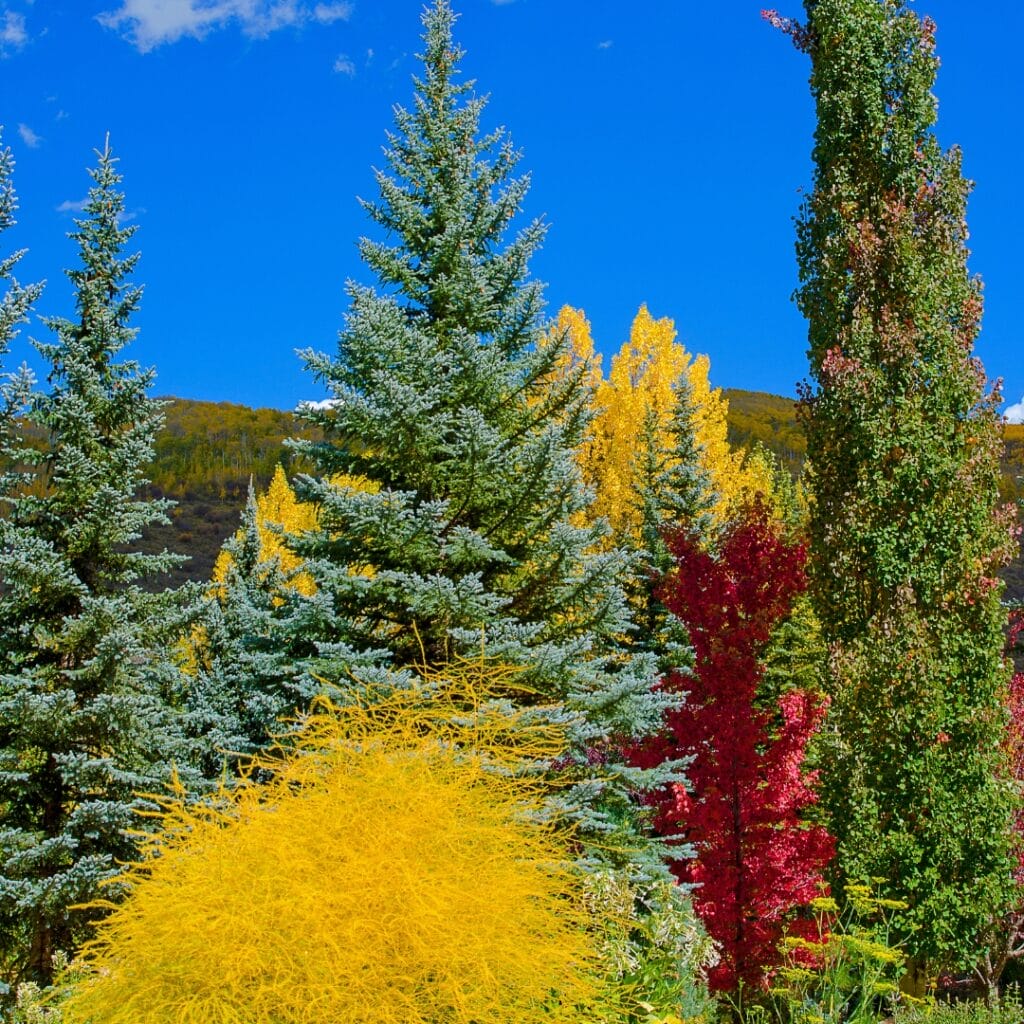 enhancing your landscape with 3