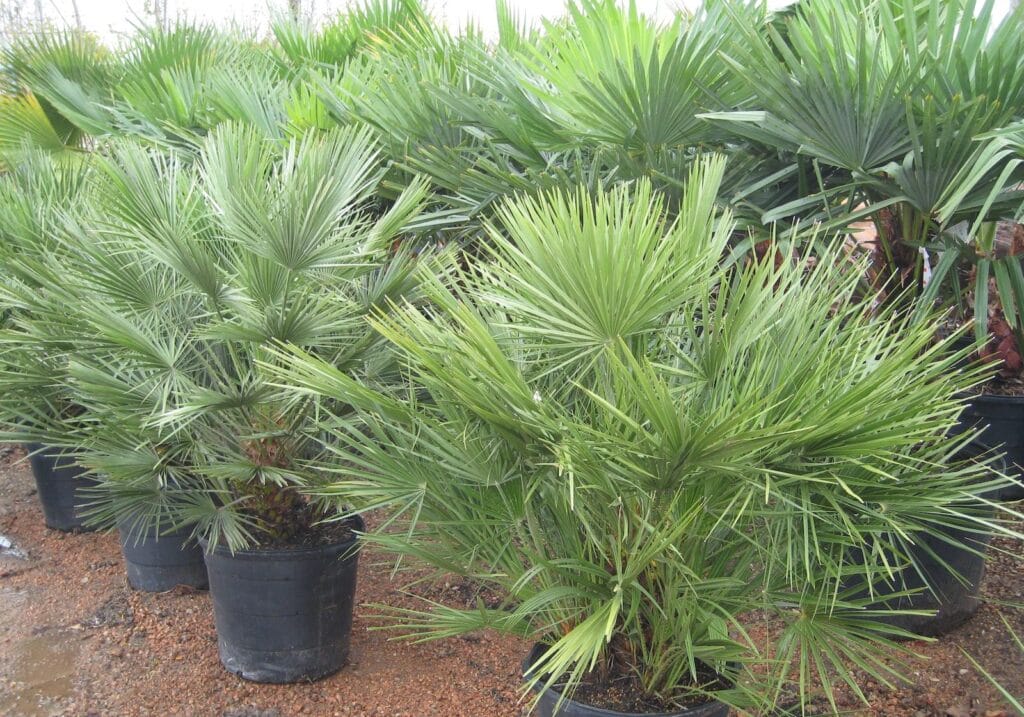 ennis tx palm trees3 landscape f2081508ccb902ace3ab59e89aececaa mbuvonj4d53z