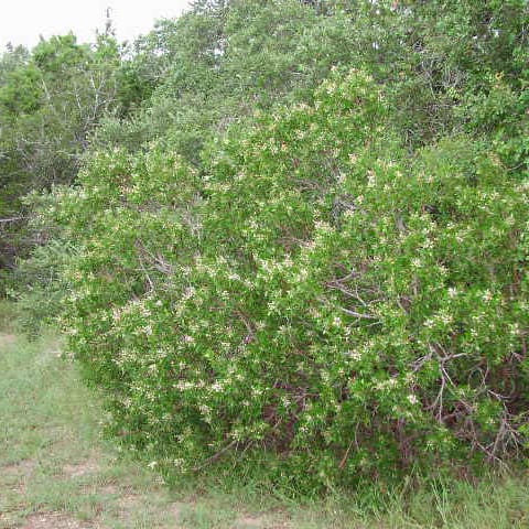 evergreensumacfull