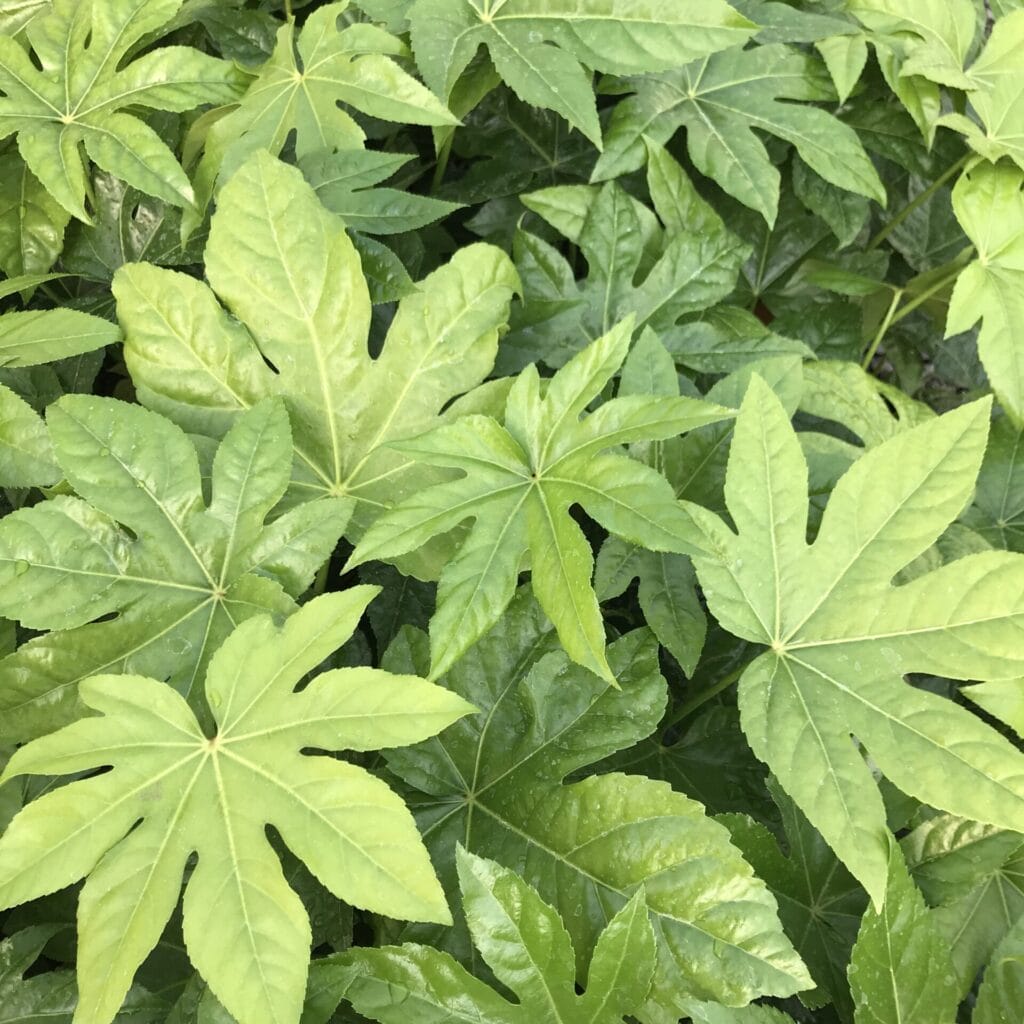 fatsia japonica november e1573081901303