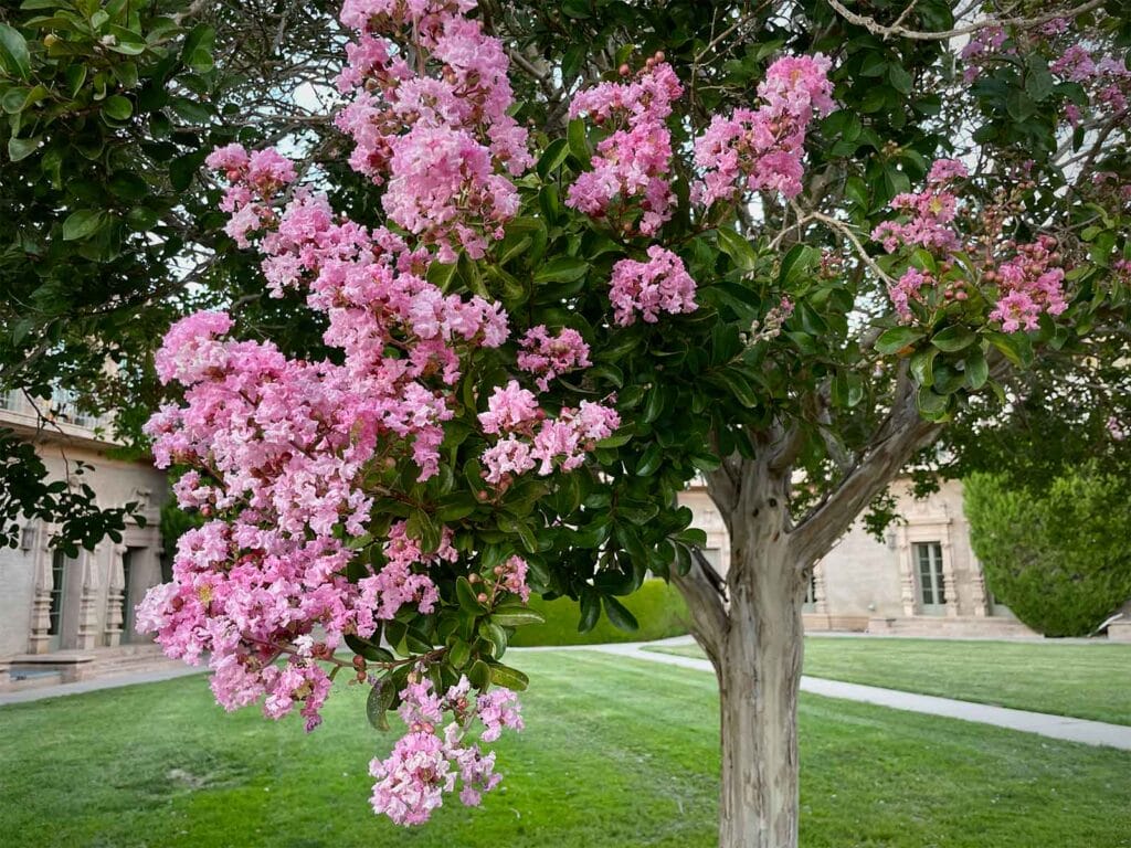 lagpink knoll