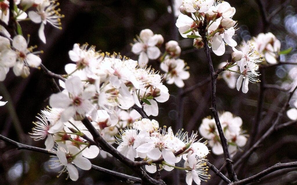 mexican plum flower 1080x675 1