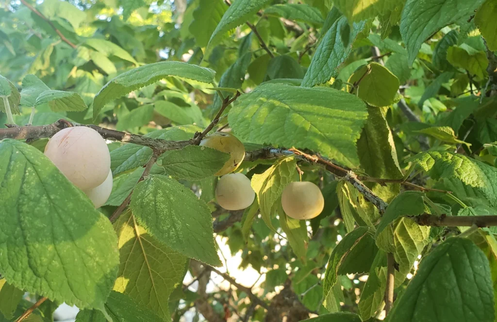 mexican plum 3